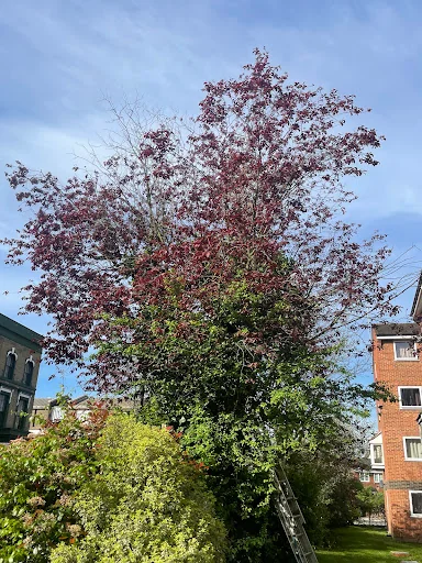 Trees A Crowd London photo 2