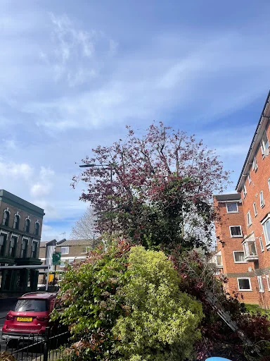 Trees A Crowd London photo 3