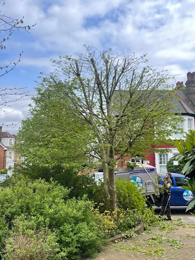 Trees A Crowd London photo 4