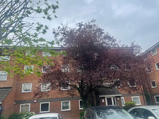 Trees A Crowd London photo 5