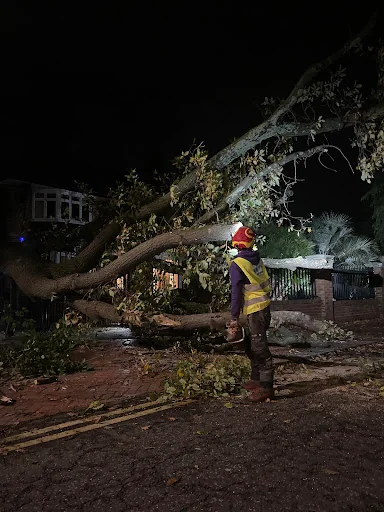 Trees A Crowd London photo 7