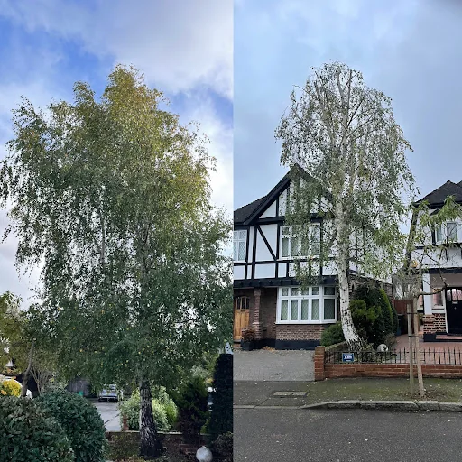 D.R. Tree Services photo 2