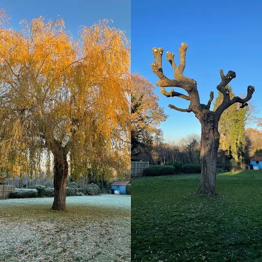 D.R. Tree Services photo 3