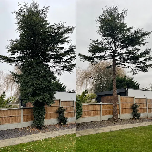 D.R. Tree Services photo 5