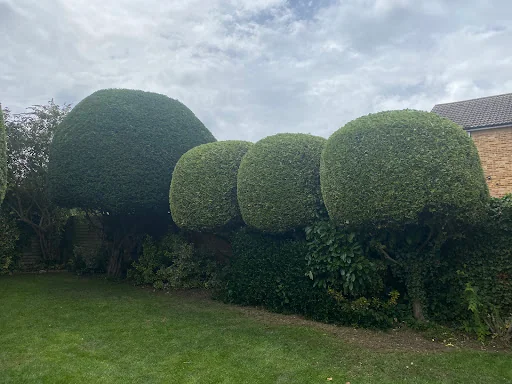 D.R. Tree Services photo 6