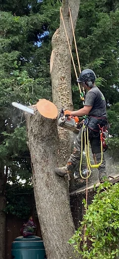 D.R. Tree Services photo 7