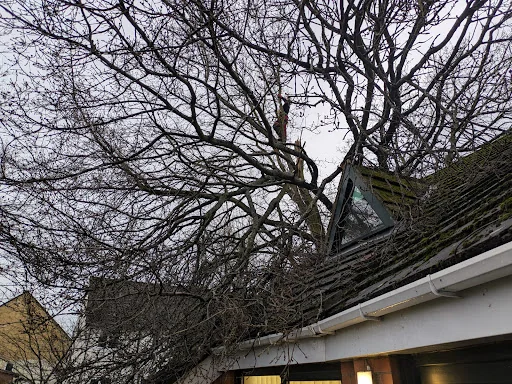 Arborline tree services ltd photo 1