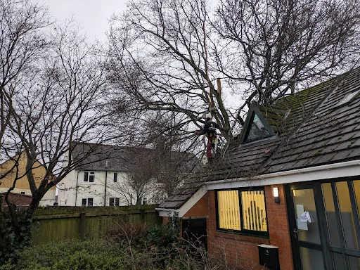Arborline tree services ltd photo 2