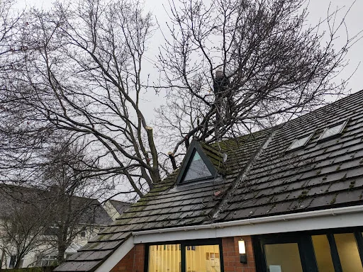 Arborline tree services ltd photo 3