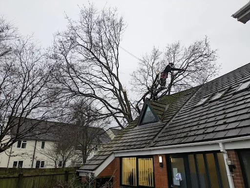 Arborline tree services ltd photo 4