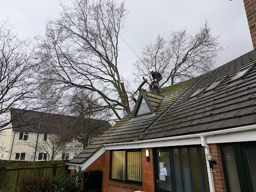 Arborline tree services ltd photo 5