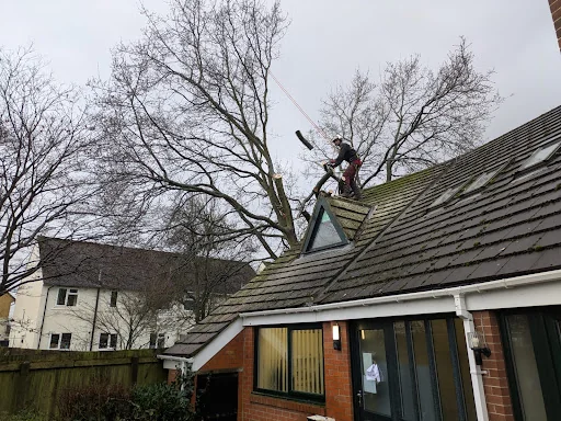 Arborline tree services ltd photo 6