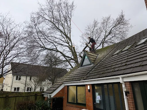 Arborline tree services ltd photo 7