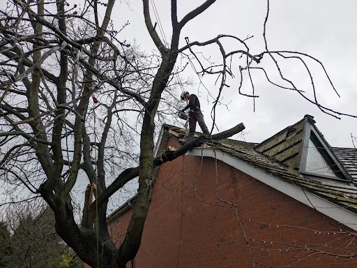 Arborline tree services ltd photo 8