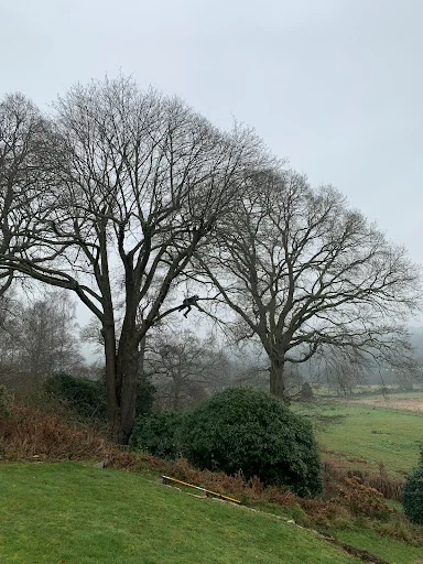 Infinity Tree Care photo 1