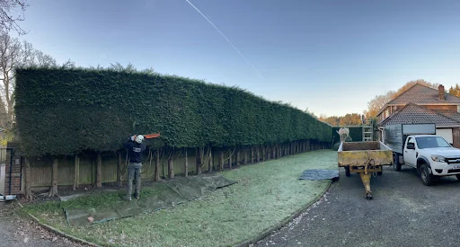 Infinity Tree Care photo 5