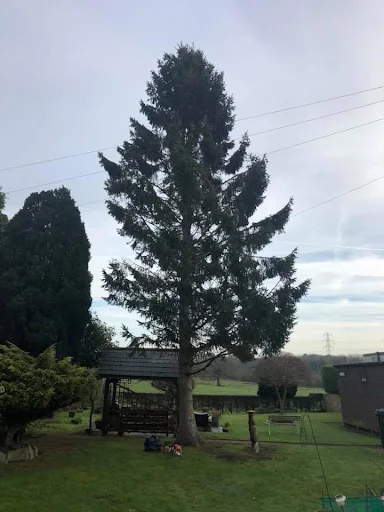 First Class Tree Care photo 1