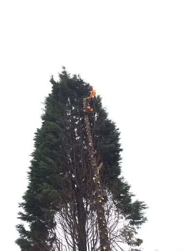 First Class Tree Care photo 2