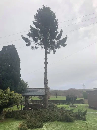 First Class Tree Care photo 3