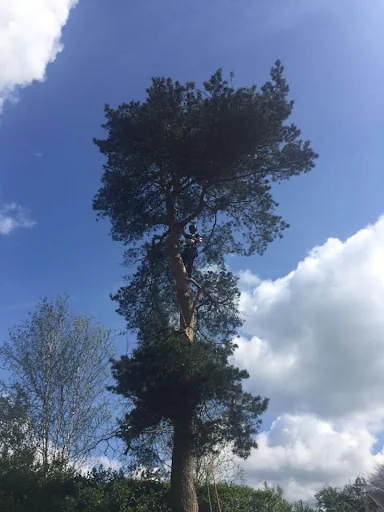 First Class Tree Care photo 4