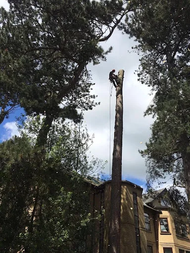 First Class Tree Care photo 5