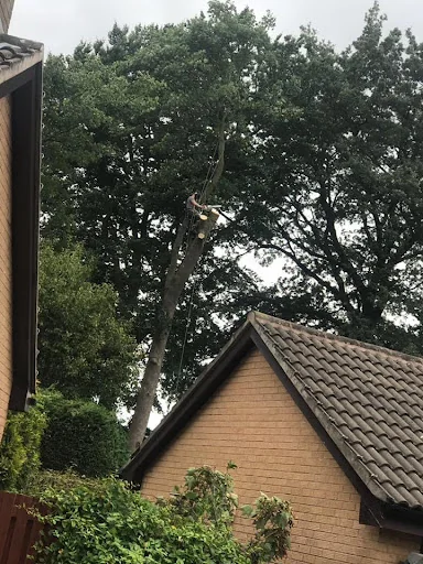 First Class Tree Care photo 6