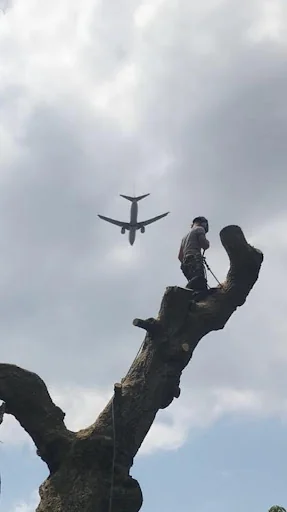 First Class Tree Care photo 7