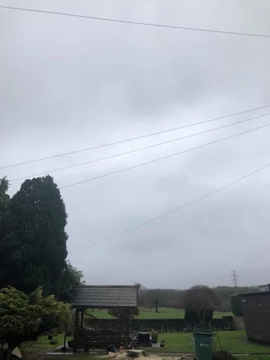 First Class Tree Care photo 8