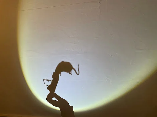 Joe Day Pest Control photo 8