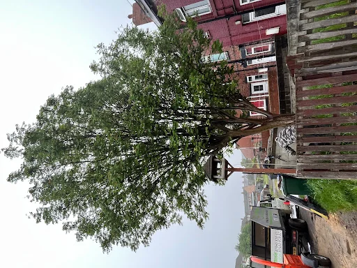 Red Rose Tree Services photo 1