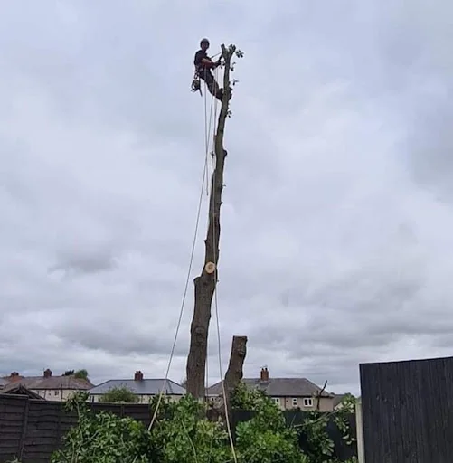 Red Rose Tree Services photo 2