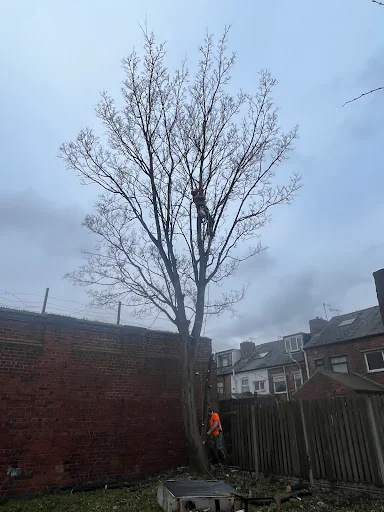 Red Rose Tree Services photo 5