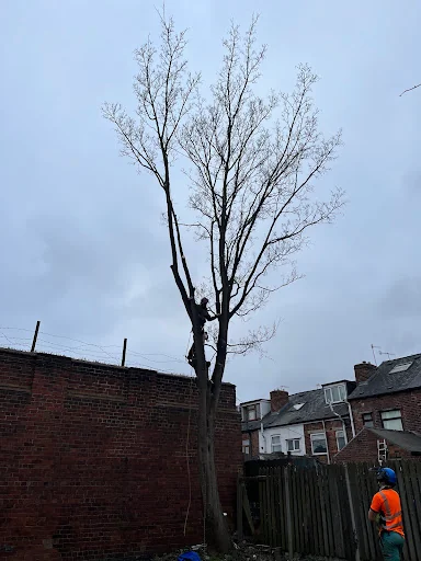 Red Rose Tree Services photo 6