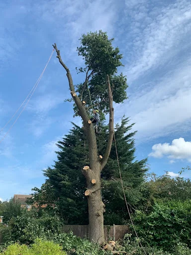 A&amp;E Tree Surgeons photo 1