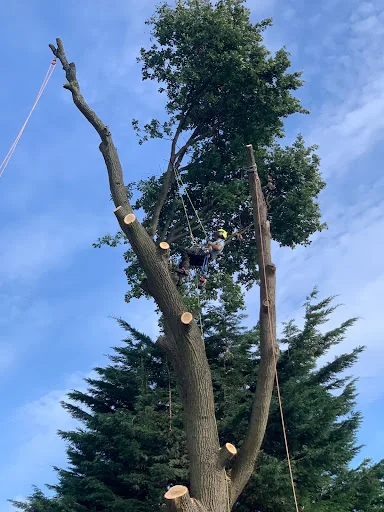 A&amp;E Tree Surgeons photo 2