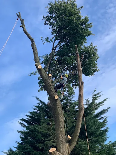 A&amp;E Tree Surgeons photo 3