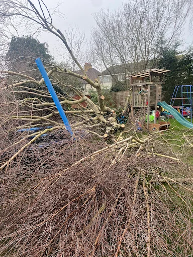 A&amp;E Tree Surgeons photo 4