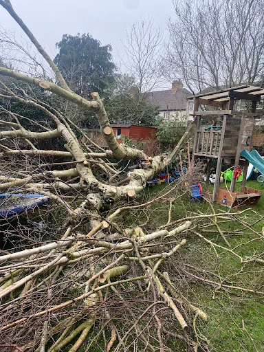 A&amp;E Tree Surgeons photo 5