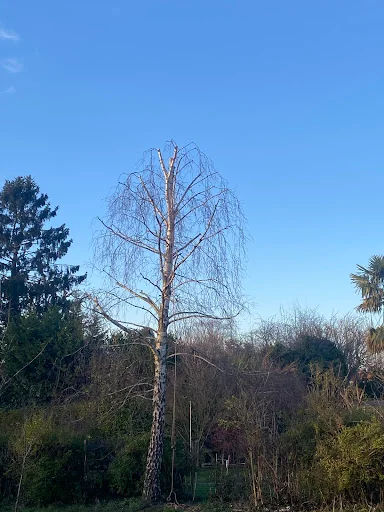 A&amp;E Tree Surgeons photo 7