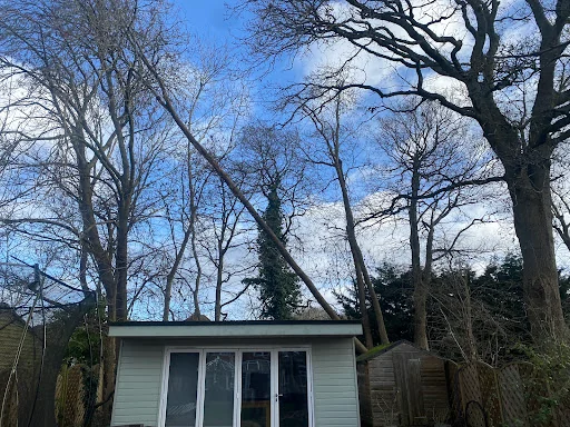 A&amp;E Tree Surgeons photo 8