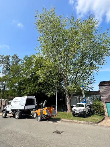 High Branch Tree Care photo 7