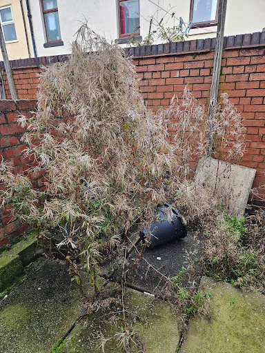 Salix Gardening photo 5