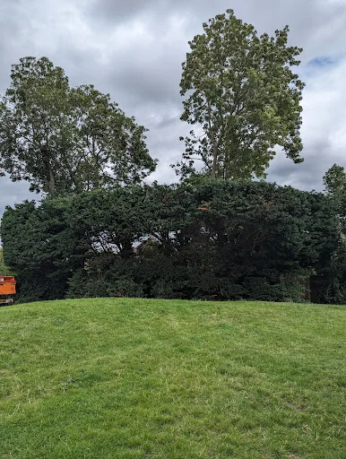 Elm Park Tree Services photo 1