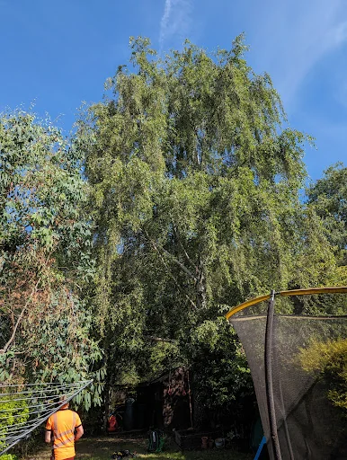 Elm Park Tree Services photo 3