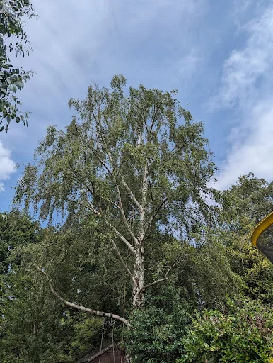 Elm Park Tree Services photo 4