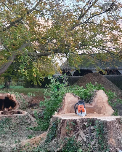 Elm Park Tree Services photo 6