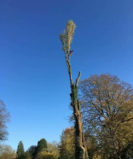 Elm Park Tree Services photo 7