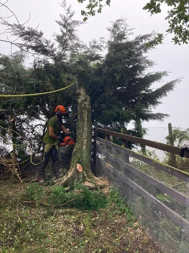 Witham Tree Services photo 1