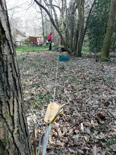 Witham Tree Services photo 2