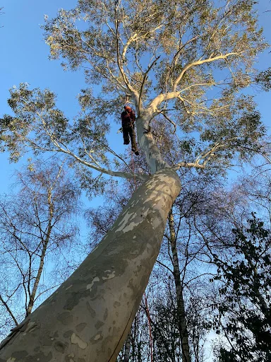 Witham Tree Services photo 3